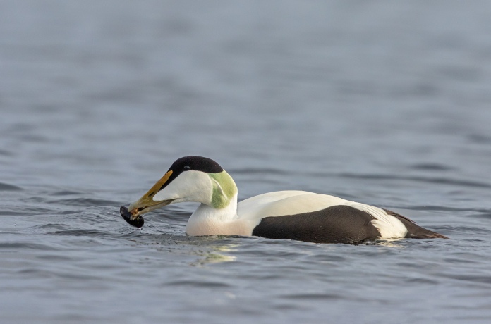 Eider à duvet et Moule commune